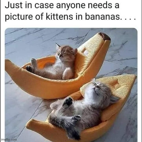 image tagged in cats,bannanas,cute | made w/ Imgflip meme maker
