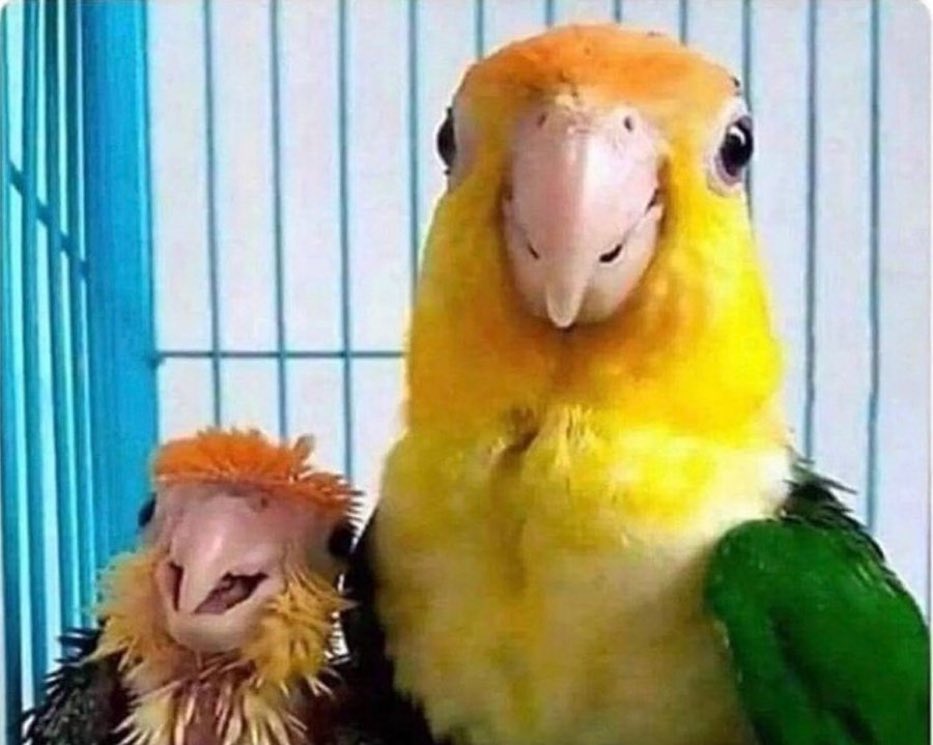 parent parrots parrot Blank Meme Template