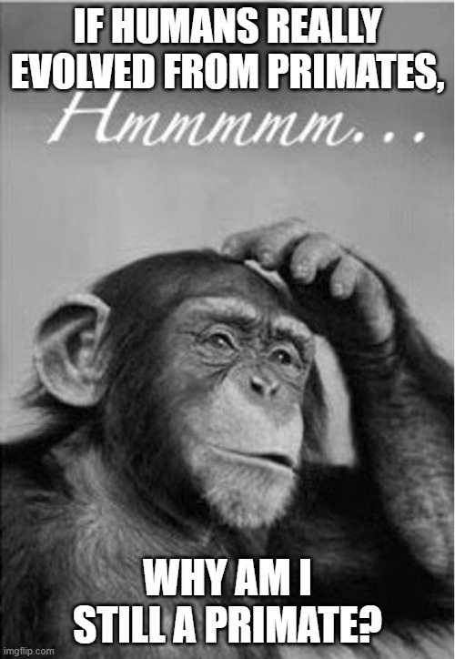 monkey china lost |  IF HUMANS REALLY EVOLVED FROM PRIMATES, WHY AM I STILL A PRIMATE? | image tagged in monkey china lost | made w/ Imgflip meme maker