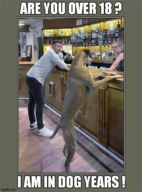 A Dog Walks Into A Bar | ARE YOU OVER 18 ? I AM IN DOG YEARS ! | image tagged in dog,age,uk licencing laws | made w/ Imgflip meme maker