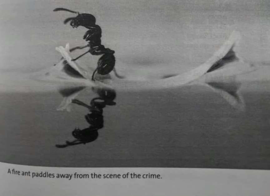 a fire ant paddles away from the scene of the crime. Blank Meme Template