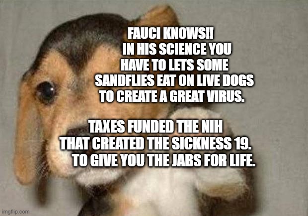 Winking Dog | FAUCI KNOWS!!      IN HIS SCIENCE YOU HAVE TO LETS SOME SANDFLIES EAT ON LIVE DOGS TO CREATE A GREAT VIRUS. TAXES FUNDED THE NIH     THAT CREATED THE SICKNESS 19.         TO GIVE YOU THE JABS FOR LIFE. | image tagged in winking dog | made w/ Imgflip meme maker