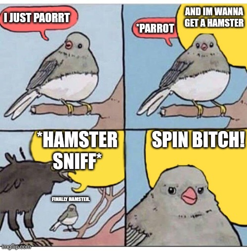 annoyed bird | I JUST PAORRT *PARROT AND IM WANNA GET A HAMSTER *HAMSTER SNIFF* SPIN BITCH! FINALLY HAMSTER. | image tagged in annoyed bird | made w/ Imgflip meme maker