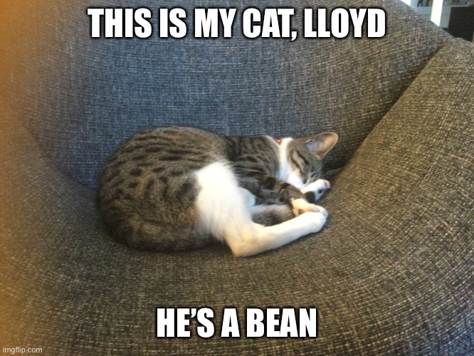 THIS IS MY CAT, LLOYD; HE’S A BEAN | image tagged in cats | made w/ Imgflip meme maker