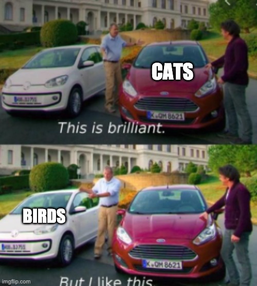 this is good but i like this | CATS BIRDS | image tagged in this is good but i like this | made w/ Imgflip meme maker