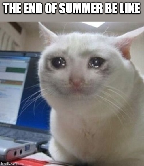 Crying cat | THE END OF SUMMER BE LIKE | image tagged in crying cat | made w/ Imgflip meme maker