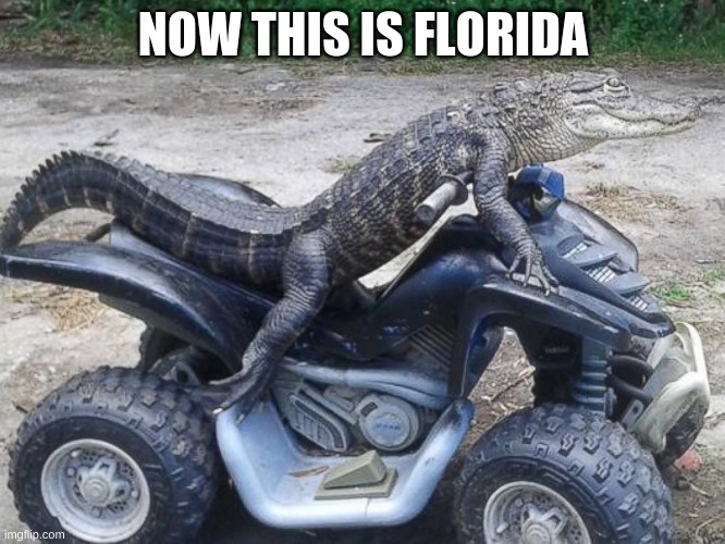 NOW THIS IS FLORIDA | image tagged in alligator | made w/ Imgflip meme maker