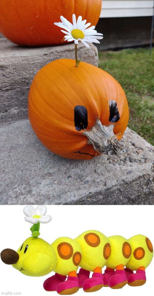 My pumpkin | made w/ Imgflip meme maker