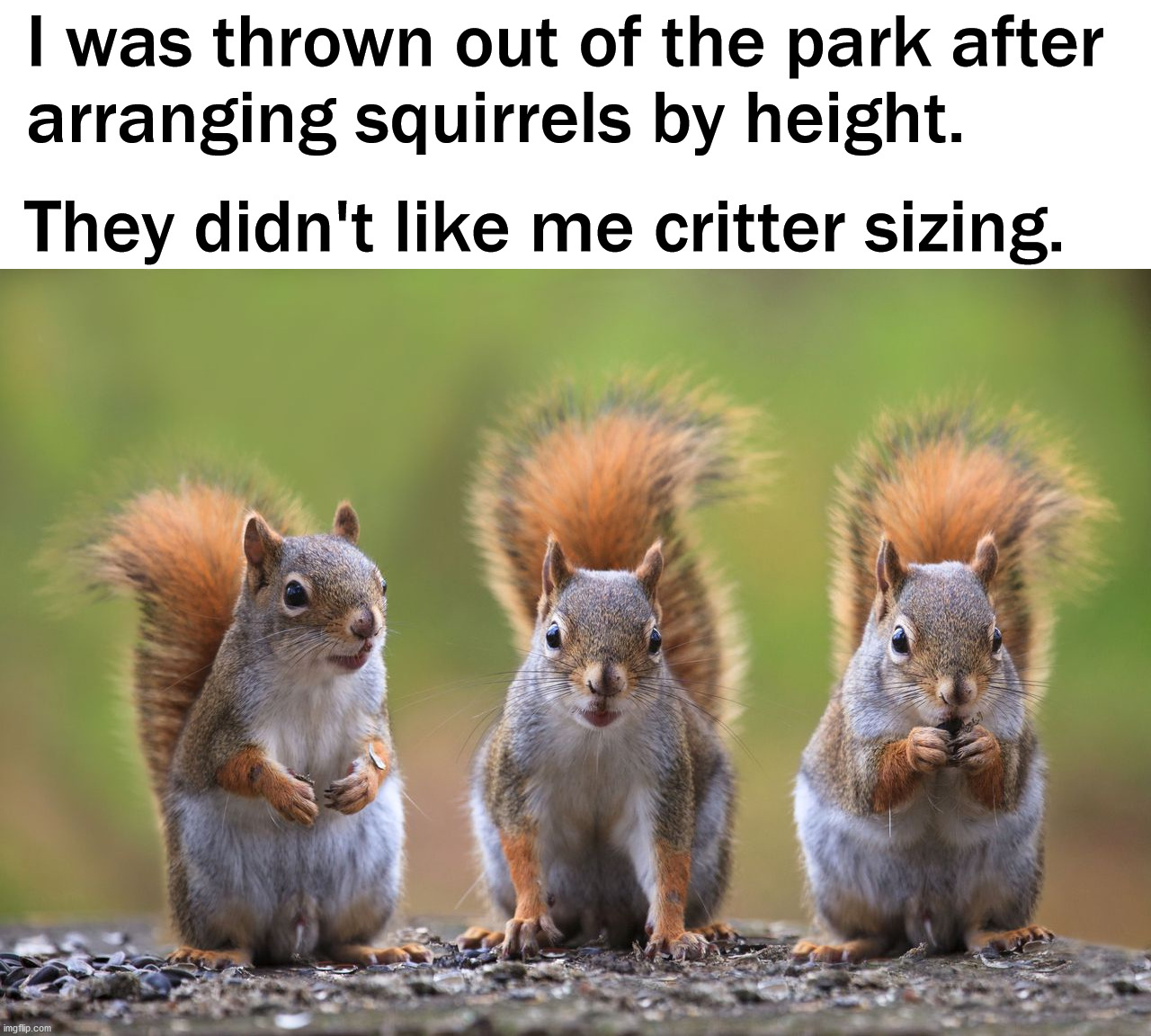 I know it belongs in eyeroll stream but my wife wanted me to post it. |  I was thrown out of the park after 
arranging squirrels by height. They didn't like me critter sizing. | image tagged in squirrels,size matters,arranging,remove | made w/ Imgflip meme maker