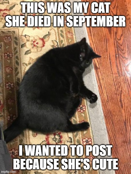 Meh cat | THIS WAS MY CAT SHE DIED IN SEPTEMBER; I WANTED TO POST BECAUSE SHE'S CUTE | image tagged in cat | made w/ Imgflip meme maker