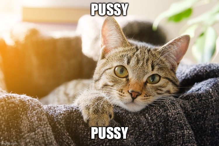 PUSSY; PUSSY | made w/ Imgflip meme maker