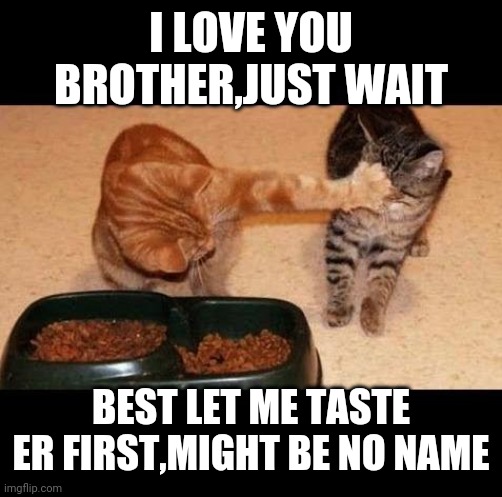 cats share food | I LOVE YOU BROTHER,JUST WAIT; BEST LET ME TASTE ER FIRST,MIGHT BE NO NAME | image tagged in cats share food | made w/ Imgflip meme maker