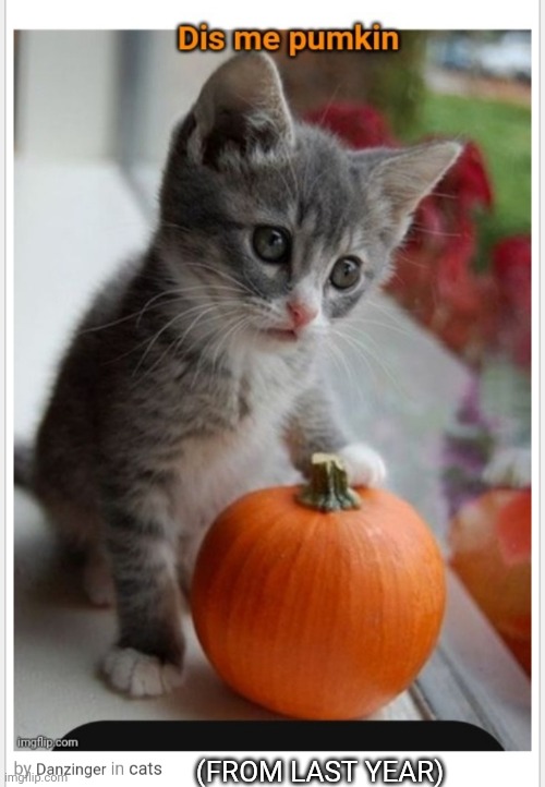 Dis Pum'kin | (FROM LAST YEAR) | image tagged in cute kittens | made w/ Imgflip meme maker
