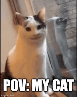 Cat Using Pos Gif Animated GIF - Imgflip