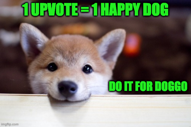 Dew it | 1 UPVOTE = 1 HAPPY DOG; DO IT FOR DOGGO | image tagged in cute dog | made w/ Imgflip meme maker