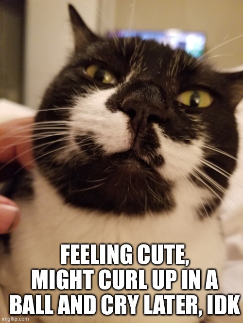 Simply might refuse to go to (middle) school tomorrow. It makes me feel invalid and sadder. | FEELING CUTE, MIGHT CURL UP IN A BALL AND CRY LATER, IDK | image tagged in feeling cute | made w/ Imgflip meme maker