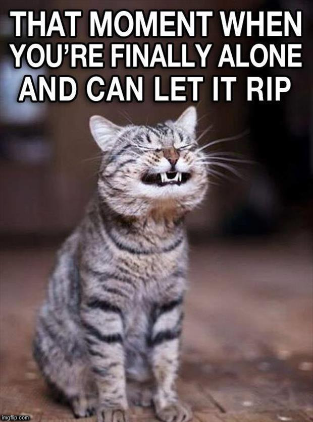 .......... | image tagged in cats | made w/ Imgflip meme maker