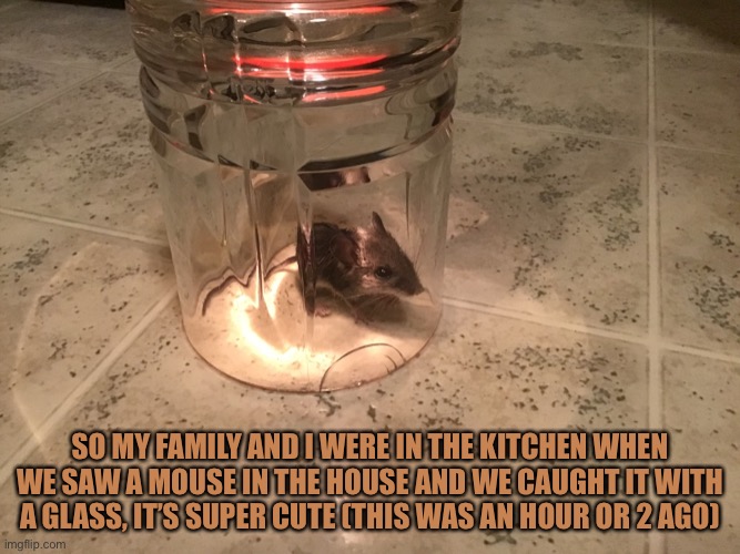This thing was so cute :) last post before bed | SO MY FAMILY AND I WERE IN THE KITCHEN WHEN WE SAW A MOUSE IN THE HOUSE AND WE CAUGHT IT WITH A GLASS, IT’S SUPER CUTE (THIS WAS AN HOUR OR 2 AGO) | image tagged in mouse,cute,memes | made w/ Imgflip meme maker