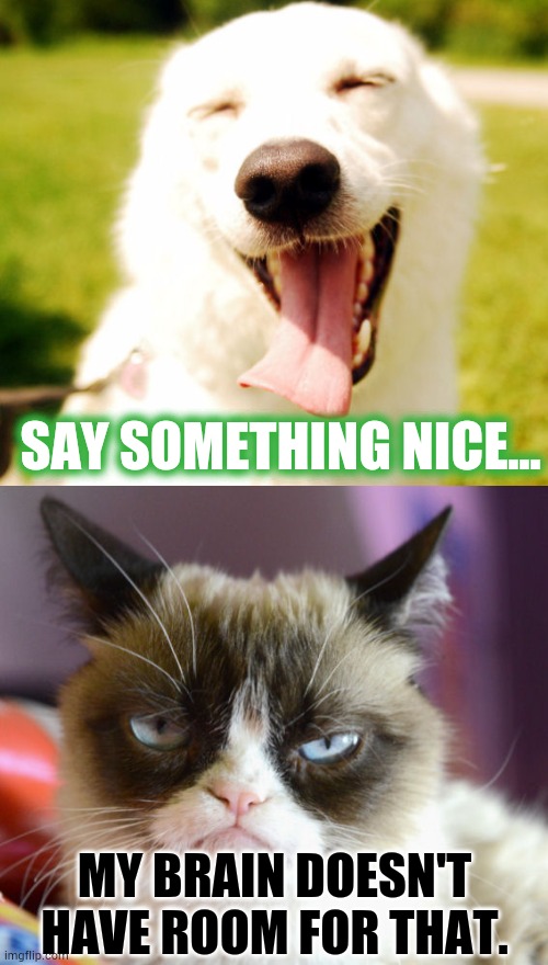 That Happy Dog Is Overrated | SAY SOMETHING NICE... MY BRAIN DOESN'T HAVE ROOM FOR THAT. | image tagged in happy dog grumpy cat,memes,cats,dogs,be nice,oh i dont think so | made w/ Imgflip meme maker