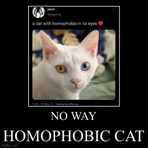 Homophobic cat (this is obviously a joke | image tagged in funny,demotivationals | made w/ Imgflip demotivational maker