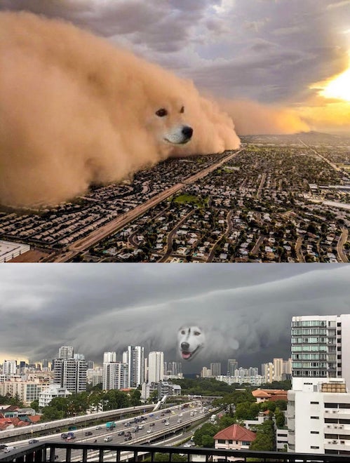 High Quality Dust Storm Dog Blank Meme Template
