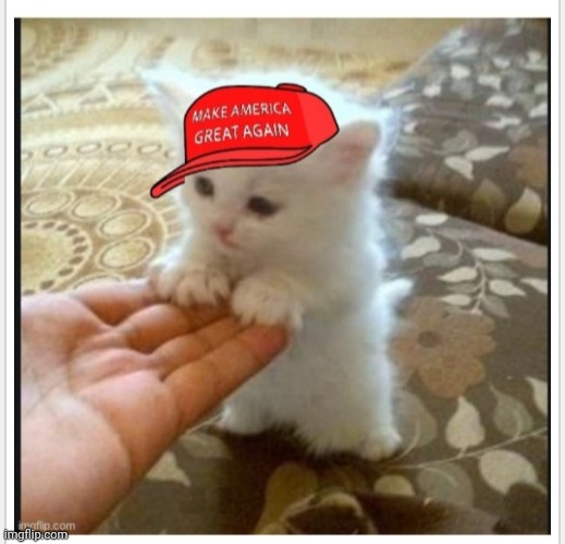 MAGA Kitty | image tagged in maga,kitty | made w/ Imgflip meme maker