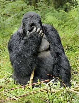 Gorilla Facepalm Blank Meme Template