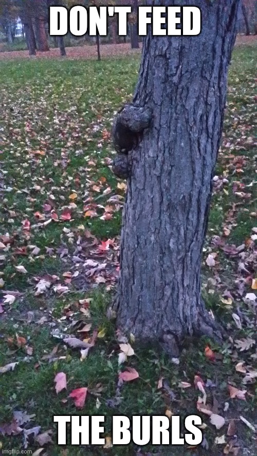 Don't feed the burls |  DON'T FEED; THE BURLS | image tagged in trees,squirrels,autumn,feeding,funny animals,funny memes | made w/ Imgflip meme maker