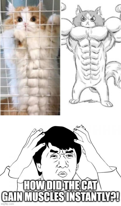 Strong cat | HOW DID THE CAT GAIN MUSCLES INSTANTLY?! | image tagged in memes,jackie chan wtf,funny,funny memes,cats,wtf | made w/ Imgflip meme maker
