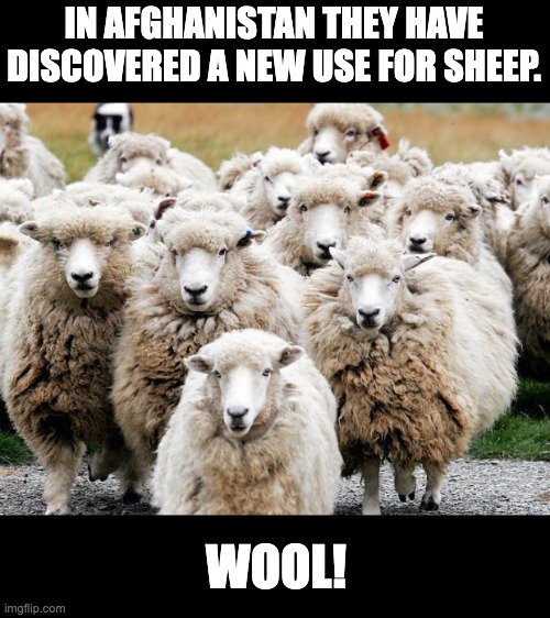 Sheep | IN AFGHANISTAN THEY HAVE DISCOVERED A NEW USE FOR SHEEP. WOOL! | image tagged in sheeps | made w/ Imgflip meme maker