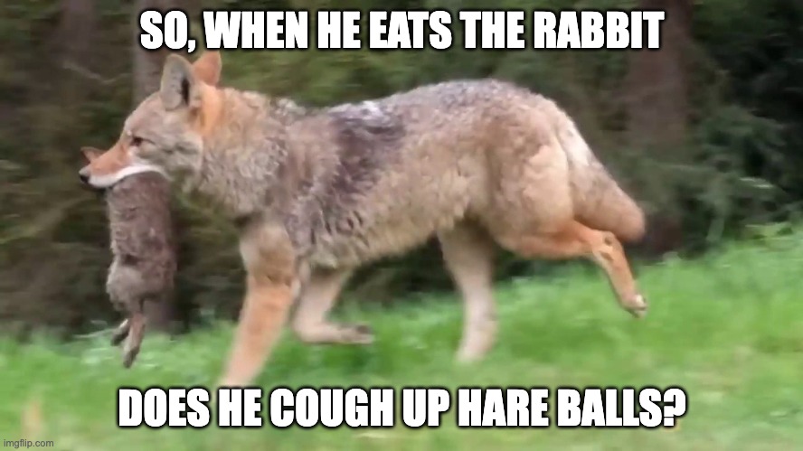 Coyote | SO, WHEN HE EATS THE RABBIT; DOES HE COUGH UP HARE BALLS? | image tagged in bad pun | made w/ Imgflip meme maker