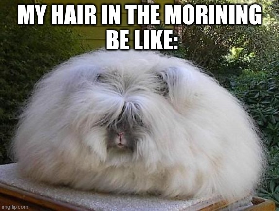 Who's isn't? | MY HAIR IN THE MORINING
 BE LIKE: | image tagged in funny,hair | made w/ Imgflip meme maker