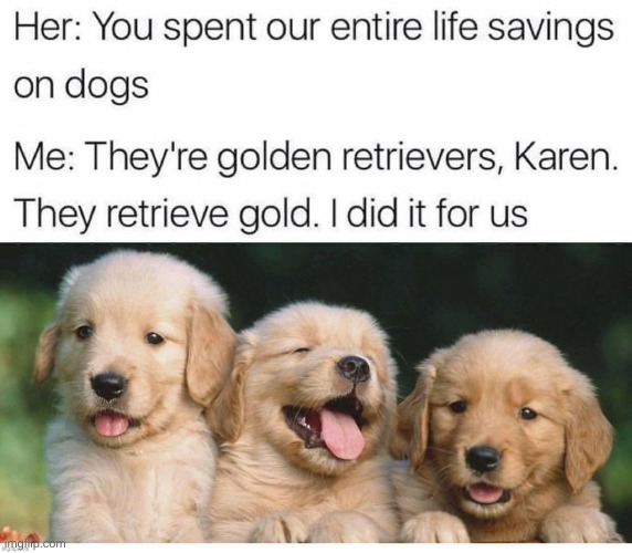 d o g | image tagged in golden retriever,bad pun dog | made w/ Imgflip meme maker