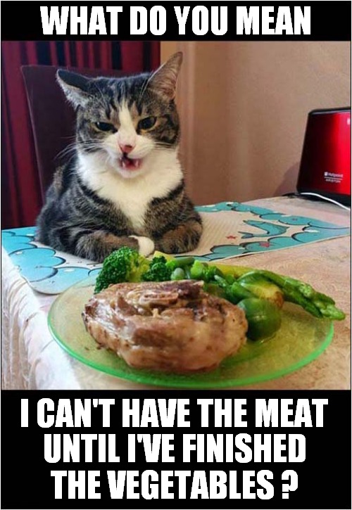 No Healthy Diet For Me ! | WHAT DO YOU MEAN; I CAN'T HAVE THE MEAT; UNTIL I'VE FINISHED THE VEGETABLES ? | image tagged in cats,eating healthy | made w/ Imgflip meme maker