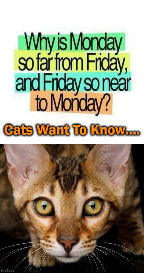 Weekends Fly By.... | image tagged in fun,deep thoughts,cats,cute | made w/ Imgflip meme maker