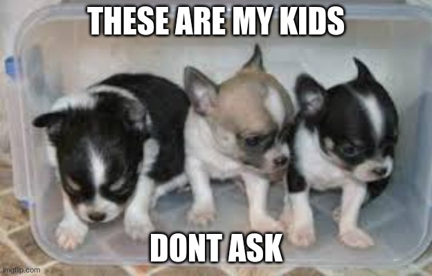 THESE ARE MY KIDS; DONT ASK | image tagged in funny memes | made w/ Imgflip meme maker