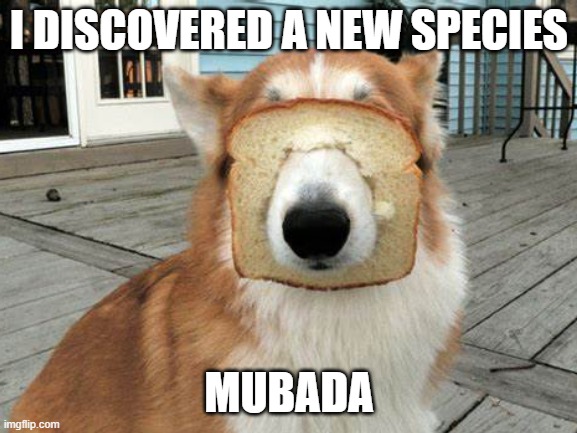 new species | I DISCOVERED A NEW SPECIES; MUBADA | image tagged in new species,bread,dog,bread dog,aaaaaaaaaaaaa | made w/ Imgflip meme maker