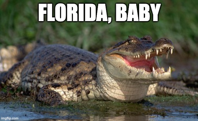 Alligator | FLORIDA, BABY | image tagged in alligator | made w/ Imgflip meme maker