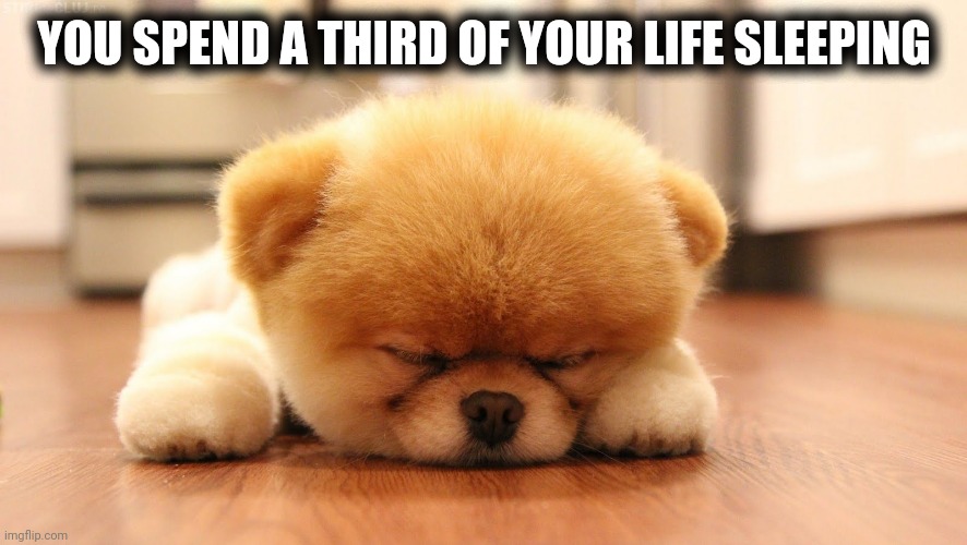 Sleeping dog | YOU SPEND A THIRD OF YOUR LIFE SLEEPING | image tagged in sleeping dog | made w/ Imgflip meme maker