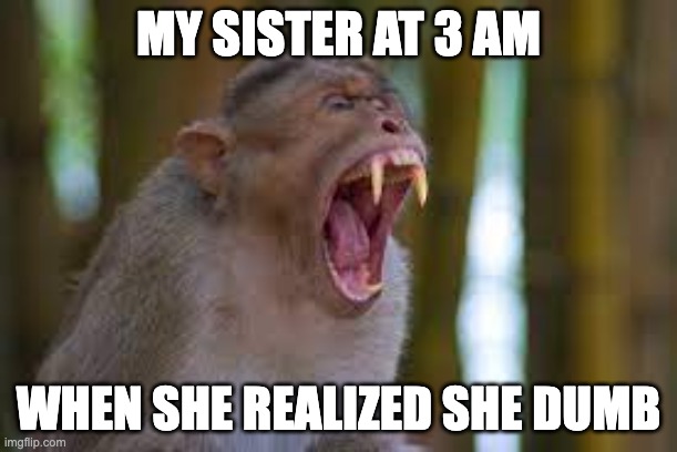  MY SISTER AT 3 AM; WHEN SHE REALIZED SHE DUMB | image tagged in monkey,dumb | made w/ Imgflip meme maker