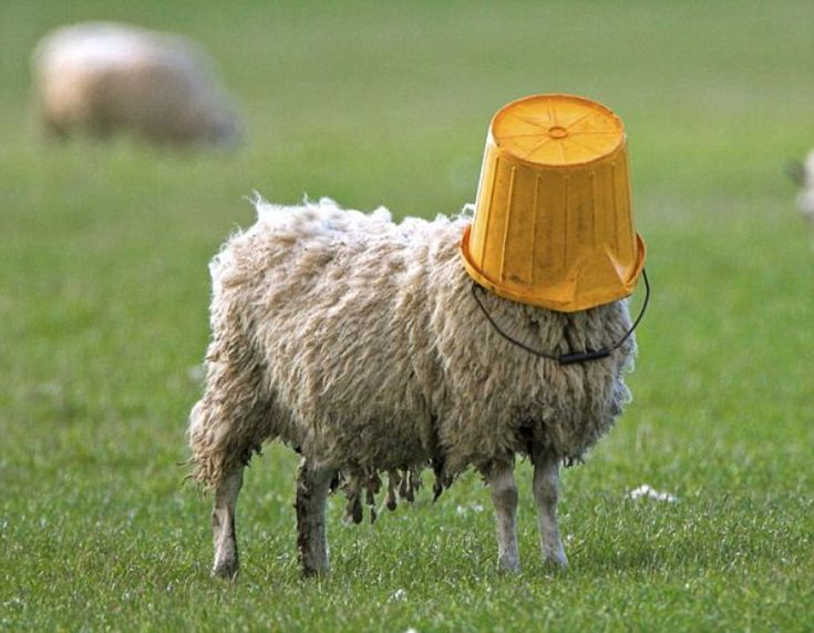 High Quality Sheep Bucket Head Blank Meme Template