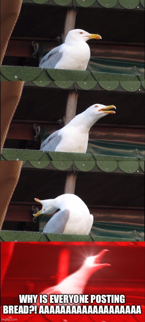 AAAAAAAAAAAAAAAAAAAAAAAAAA | WHY IS EVERYONE POSTING BREAD?! AAAAAAAAAAAAAAAAAAA | image tagged in memes,inhaling seagull | made w/ Imgflip meme maker