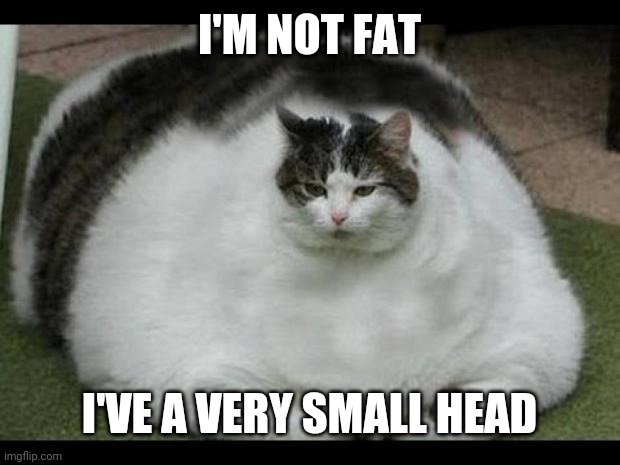 fat cat 2 | I'M NOT FAT; I'VE A VERY SMALL HEAD | image tagged in fat cat 2 | made w/ Imgflip meme maker