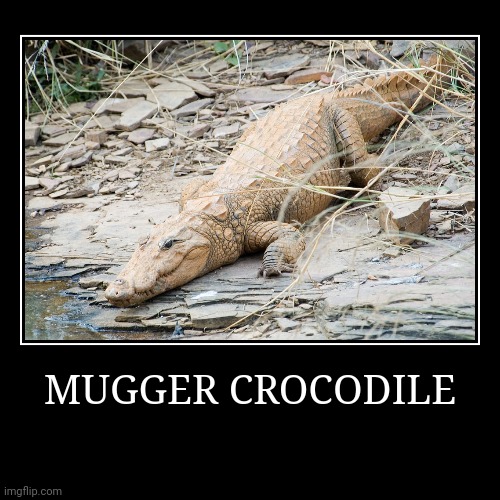Mugger Crocodile | MUGGER CROCODILE | | image tagged in demotivationals,crocodile | made w/ Imgflip demotivational maker