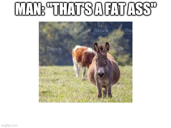 Fat ass | MAN: "THAT'S A FAT ASS" | image tagged in donkey | made w/ Imgflip meme maker