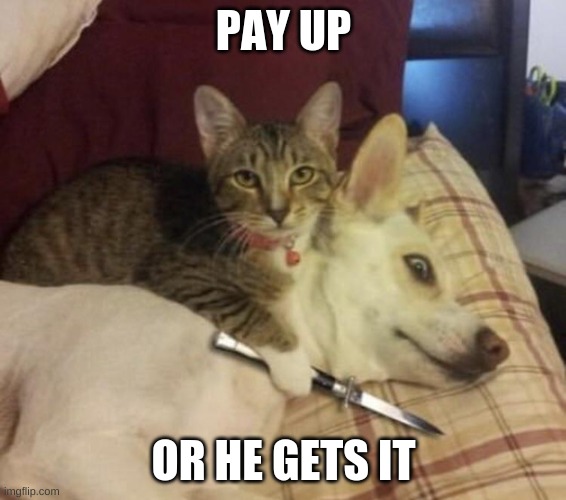 ransom cat | PAY UP; OR HE GETS IT | image tagged in ransom cat | made w/ Imgflip meme maker