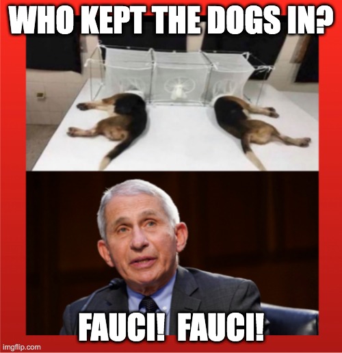 Who Kept the Dogs in? | WHO KEPT THE DOGS IN? FAUCI!  FAUCI! | image tagged in dogs,fauci,dr fauci,wuhan,covid-19 | made w/ Imgflip meme maker