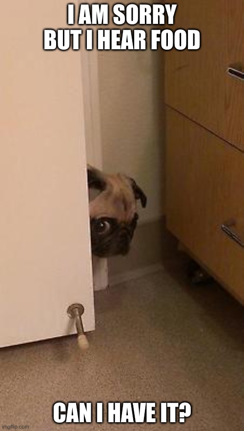 pug peeking | I AM SORRY BUT I HEAR FOOD; CAN I HAVE IT? | image tagged in pug peeking | made w/ Imgflip meme maker