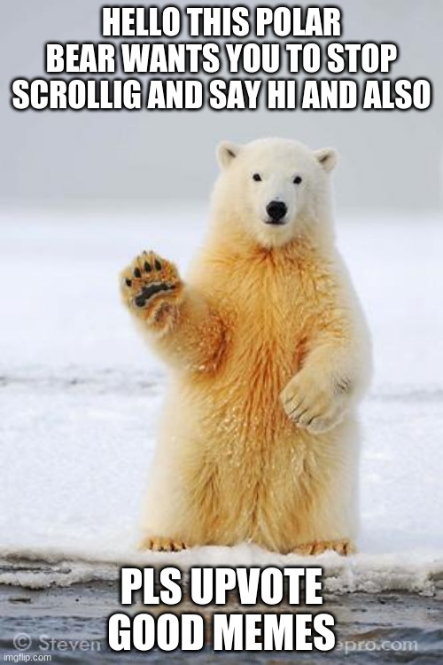 hello polar bear | HELLO THIS POLAR BEAR WANTS YOU TO STOP SCROLLIG AND SAY HI AND ALSO; PLS UPVOTE GOOD MEMES | image tagged in hello polar bear | made w/ Imgflip meme maker