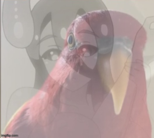 Parrot flashback | image tagged in gumi staring,red bird staring,memes,funny,anime,monster musume | made w/ Imgflip meme maker